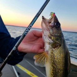 St. Croix Avid Walleye - Spinning 10 St. Croix Avid Walleye - Spinning -Fishing Gear Sales 9608 a2359822 c95d 40a6 90a7 2675beb7792e